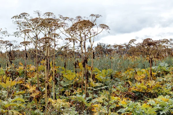 Dev Hogweed bitki devi Hogweed Sosnowski, alanında büyüyen, Heracleum manteggazzianum