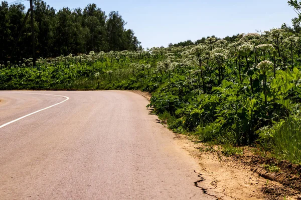 Yeşil tarla çiçekleri yol kenarında Hogweed Sosnowski