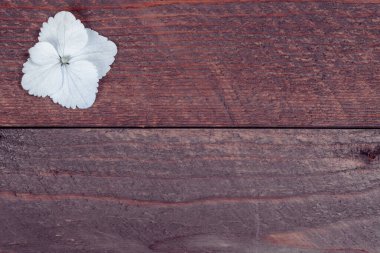 Ahşap arka planda ortanca yaprakları