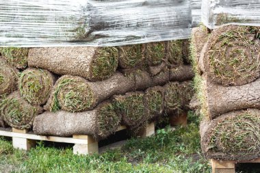 Bir sürü yeşil çimen. Yeni bir çim sermek