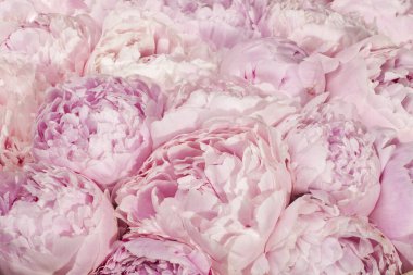 Çok güzel pembe şakayık çiçekleri var. doku