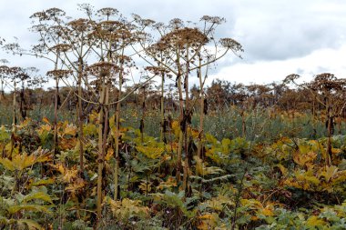 Dev Hogweed bitki devi Hogweed Sosnowski, alanında büyüyen, Heracleum manteggazzianum