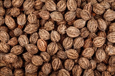 Ceviz hasat. Bütün ceviz kabuğu arka plan, doku ile. Closeup görünümü