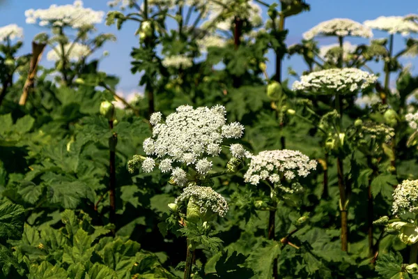 Campo Verde Las Plantas Con Flores Hogweed Sosnowski Planta Peligrosa — Foto de Stock