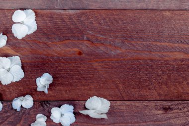 Ahşap arka planda ortanca yaprakları