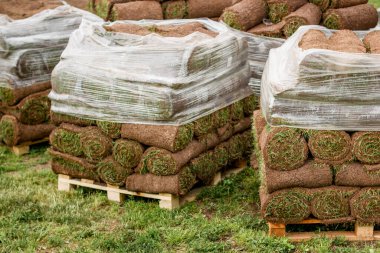 Paletlerin üzerinde yeşil çimenler. Şehir bahçesi.