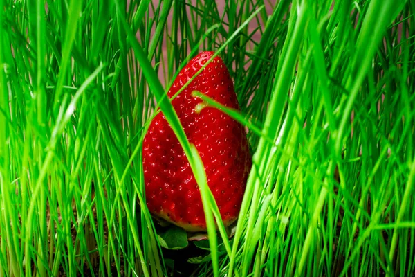 Jedna Velká Červená Jahoda Zelené Trávě Jasné Barvy — Stock fotografie