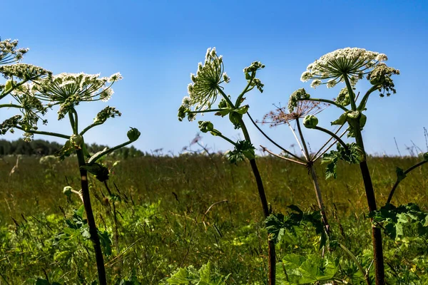 Dev Hogweed. Çevresel bozulma kavramı