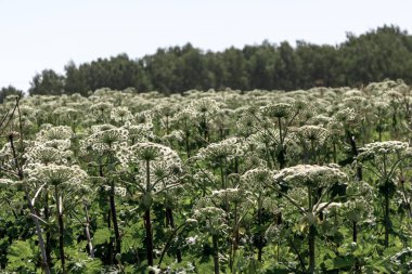 Yeşil yapraklar ve beyaz çiçek sapları tehlikeli bir bitki olan Yaban havucu Sosnowski Heracleum, tarlada dev yaban otları