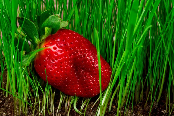 Una Fresa Dulce Madura Hierba Verde Brillante Cosecha Fresa Deliciosa —  Fotos de Stock