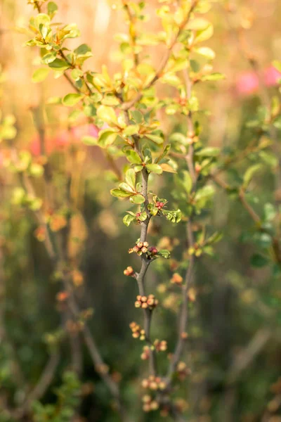 Fiori Mandorlo Giardino Sfondo Fiore Primavera Bella Scena Naturale Con — Foto Stock