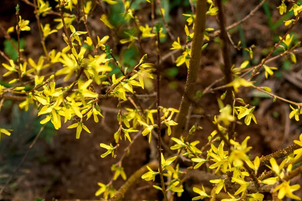 Mjuk Fokus Bild Blommande Forsythia Bushin Våren Tid — Stockfoto