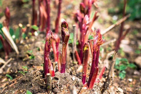 Young Shoots Peony Garden Macro Early Spring Shoots Peony Background — Stock Photo, Image