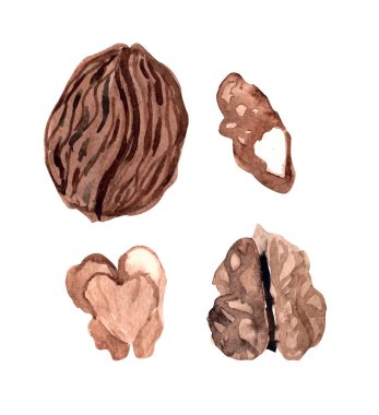 Beyaz arka planda izole edilmiş suluboya ceviz rengi el resmi. Paketleme, kozmetik, logo, reklam için ideal fındıklar..