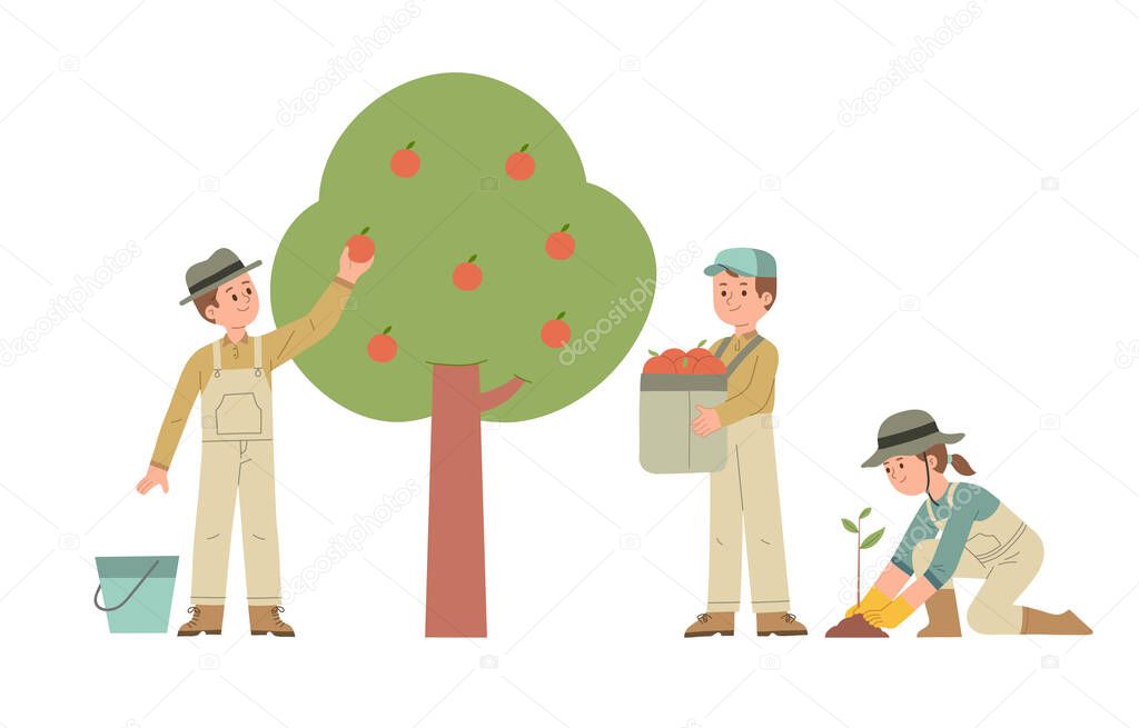 vector illustration of men working as apple pickers on plantations