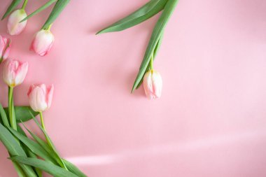 Pembe Lale pembe arka plan üzerinde. Düz yatıyordu, en iyi görünüm. Sevgililer arka plan.