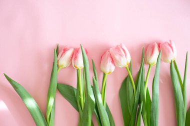 Pembe Lale pembe arka plan üzerinde. Düz yatıyordu, en iyi görünüm. Sevgililer arka plan.