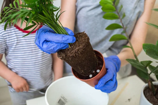 The girl transplants flowers. The houseplant is transplanted into a new pot. Care for a home flower. A gardener with gloves looks after a flower