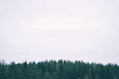 Gri gökyüzünün arka planında yeşil orman. Minimalist doğal manzara