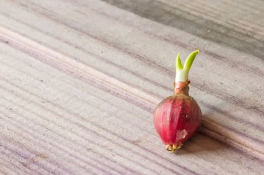 Küçük ahşap gri tahtada filiz