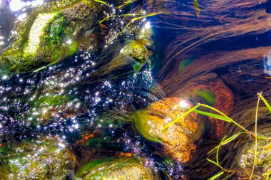 üzerinde nehir su akan kırmızı algler kayalar