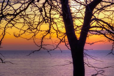 Ağaç siluet arka plan deniz günbatımı