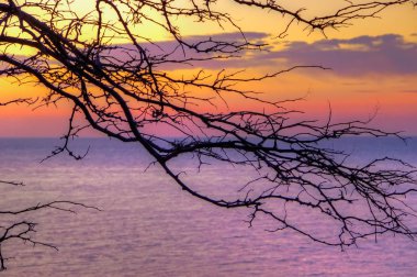 Ağaç siluet arka plan deniz günbatımı