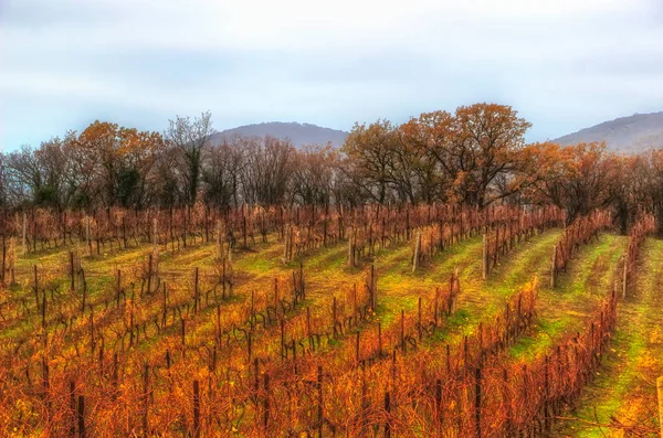 Виноградники осінні гори Абрау Дурсо Краснодарський край Росія — стокове фото