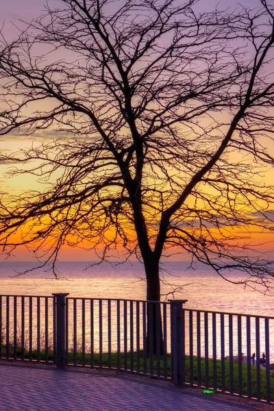 Силуэт дерева на фоне морского заката — стоковое фото