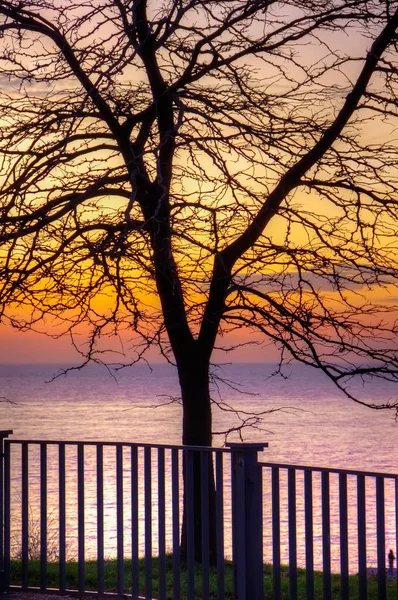 Силуэт дерева на фоне морского заката — стоковое фото