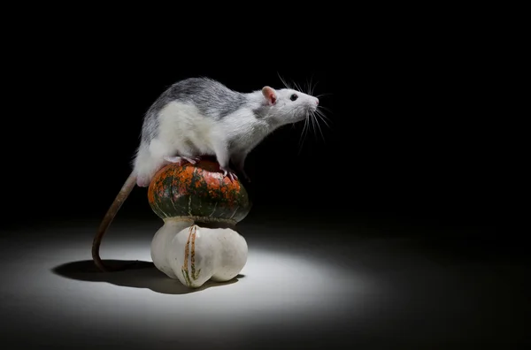 Rat and pumpkin. — Stock Photo, Image