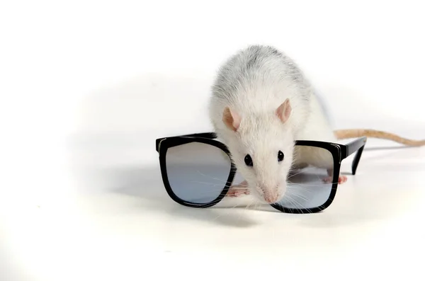 Decoratieve rat en zonnebril. — Stockfoto