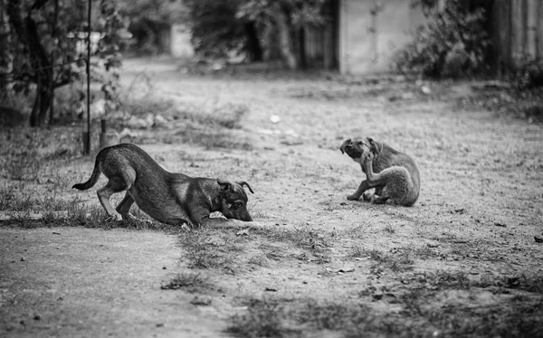 Picture from the life of stray dogs. — Stock Photo, Image