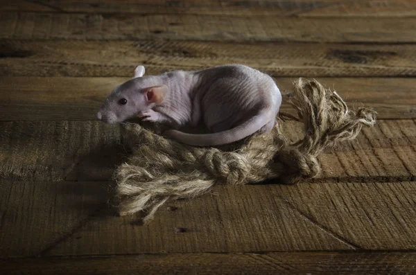 Pequeña rata divertida y una cuerda . —  Fotos de Stock