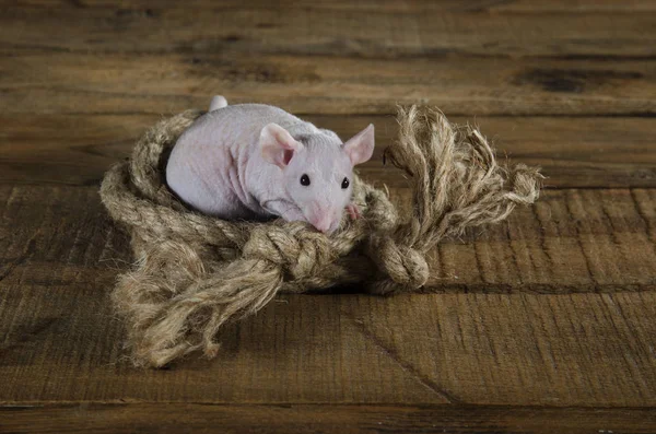 Weinig grappig rat en een touw. — Stockfoto