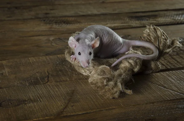 Pequeña rata divertida y una cuerda . — Foto de Stock