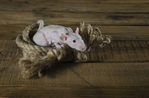 Little funny rat and a rope. — Stock Photo, Image