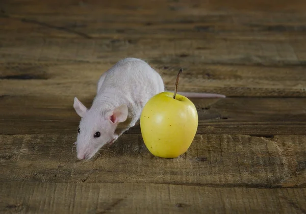 Маленькая забавная декоративная крыса и яблоки . — стоковое фото