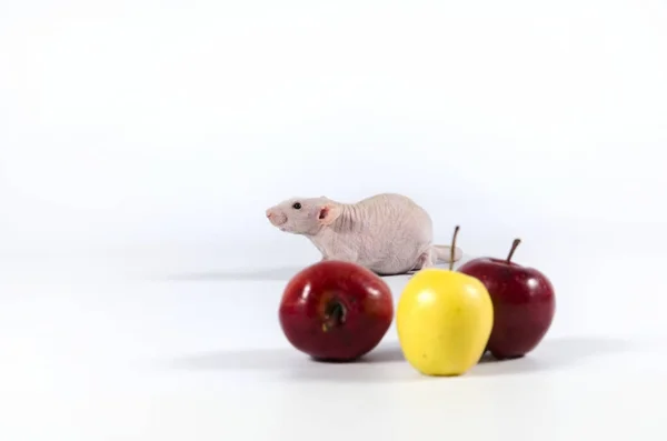 Маленькая забавная декоративная крыса и яблоки . — стоковое фото