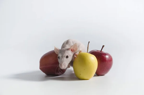 Lite roliga dekorativa råtta och äpplen. — Stockfoto