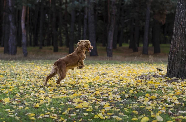 Sonbahar ormanındaki köpek..