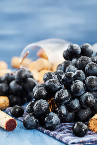 Ramo de uvas roxas e rolhas de vinho em cinza — Fotografia de Stock