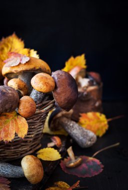 Sepet içinde vahşi orman yenilebilir mantar (çörek)
