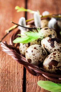 Bıldırcın yumurta