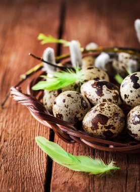 Bıldırcın yumurta