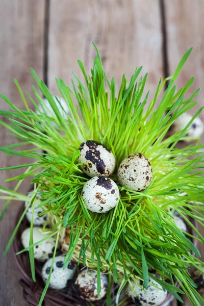 Huevos de codorniz de Pascua sobre hierba verde fresca sobre fondo de madera — Foto de Stock