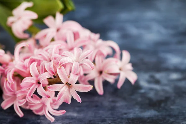 Pink beautiful hyacinth on wooden background with copy space — Stock Photo, Image