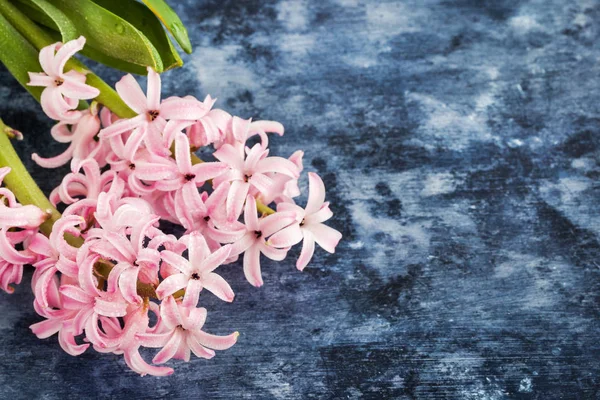 Pink beautiful hyacinth on wooden background with copy space — Stock Photo, Image