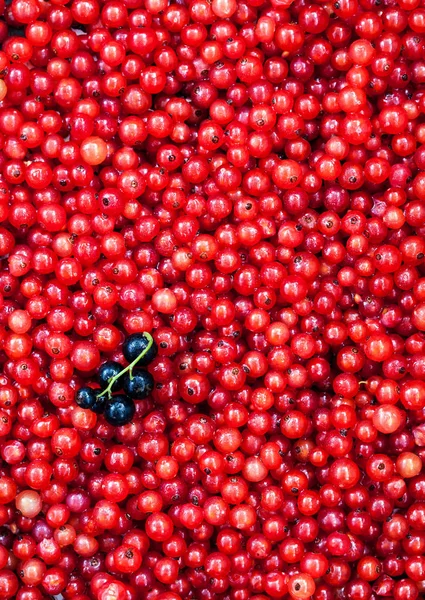 Вкусная органическая красная смородина на фоне — стоковое фото