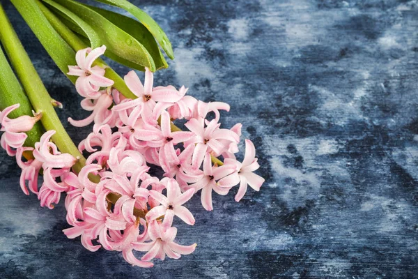 Pink beautiful hyacinth on wooden background with copy space — Stock Photo, Image